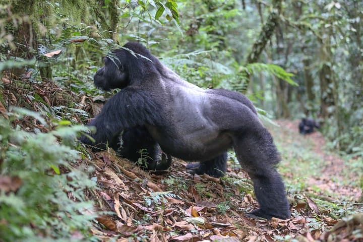 6-Day Uganda Gorilla Adventure: Bwindi Gorilla Trekking & Lake Mutanda Canoe photo 3