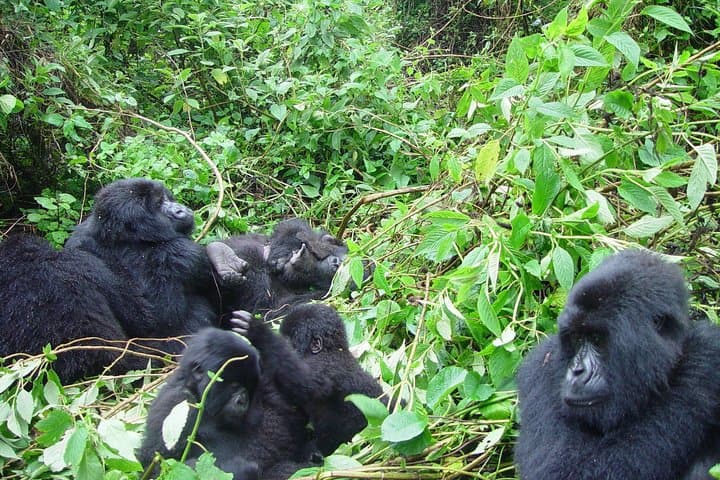 4-Day Chimpanzee and Gorilla Trekking Safari in Bwindi, Uganda photo 2