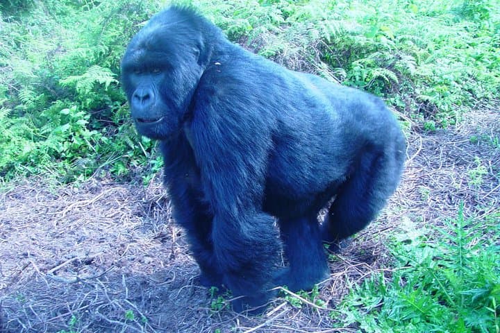 4-Day Chimpanzee and Gorilla Trekking Safari in Bwindi, Uganda photo 3