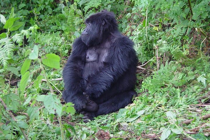 4-Day Chimpanzee and Gorilla Trekking Safari in Bwindi, Uganda photo 4