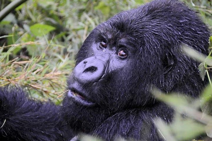 4-Day Chimpanzee and Gorilla Trekking Safari in Bwindi, Uganda photo 5