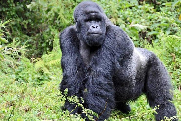 4-Day Chimpanzee and Gorilla Trekking Safari in Bwindi, Uganda photo 6