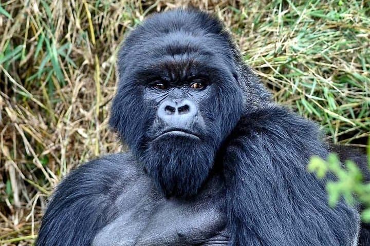 3-Day Budget Gorilla Trekking Safari to Bwindi National Park — Permits, Trails & Tips photo 3