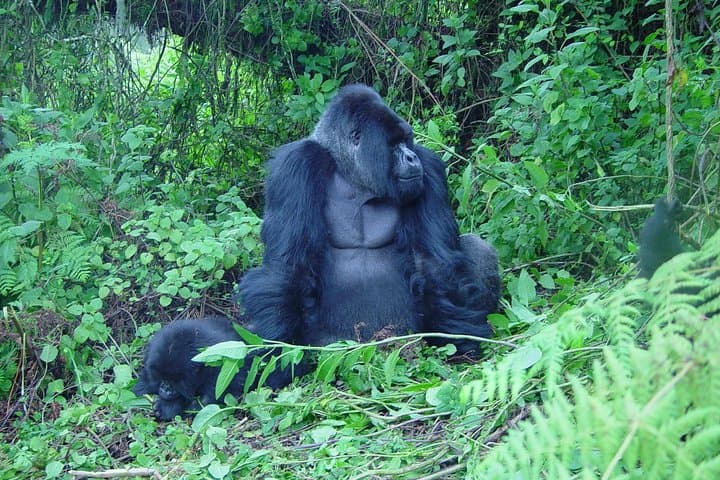 2-Day Gorilla Trekking & Twin Lakes Cultural Experience in Rwanda photo 2