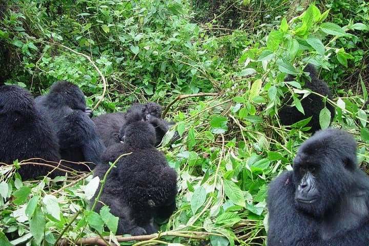 3-Day Gorilla Trekking from Kampala to Bwindi Impenetrable National Park photo 2