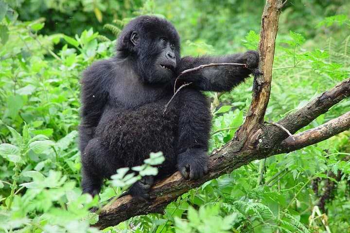 3-Day Budget Gorilla Trekking Safari to Bwindi National Park — Permits, Trails & Tips