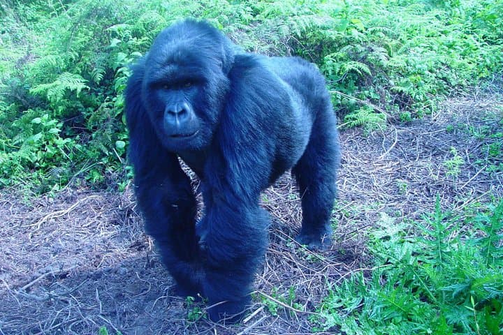 3-Day Budget Gorilla Trekking Safari to Bwindi National Park — Permits, Trails & Tips photo 5