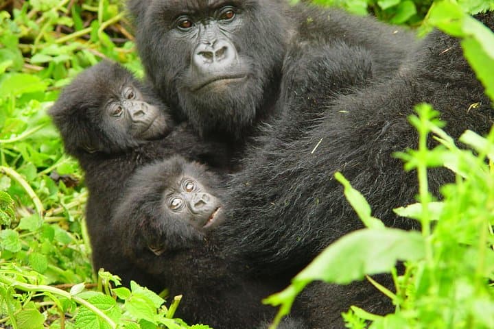 2-Day Gorilla Trekking & Twin Lakes Cultural Experience in Rwanda