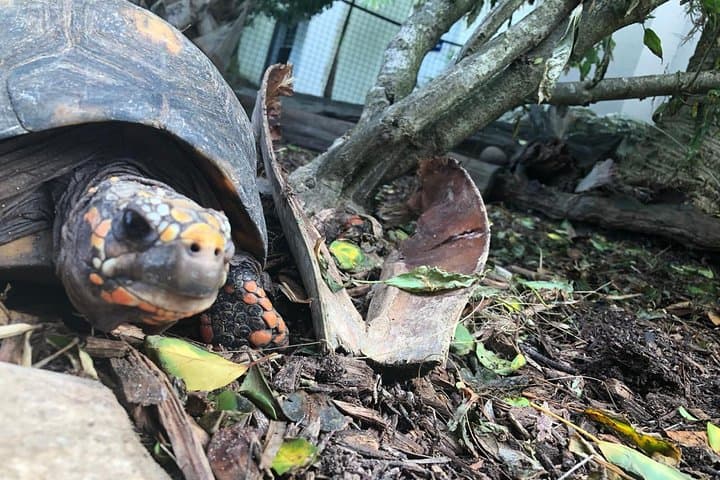 Bermuda Aquarium & Crystal Caves Day Tour — Aquarium, Caves and Wildlife with Transport photo 6