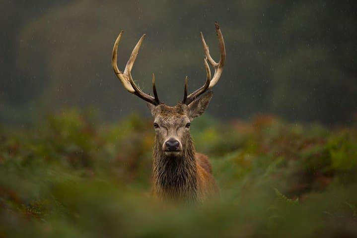 Winter Highlands Private Tour from Inverness: Loch Ness, Castles & Deer photo 5