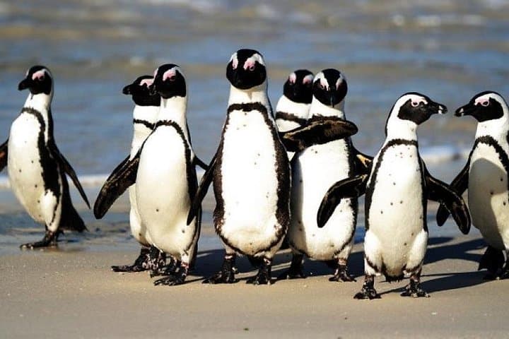 Cape of Good Hope & Boulders Beach Penguin Day Tour from Cape Town photo 4