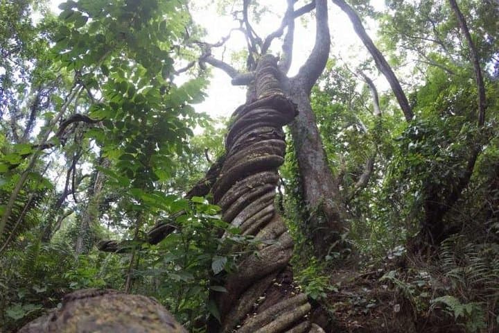 Sabeto Waterfall Tour from Nadi — Hot Springs, Jungle Walk & Local Guide photo 4