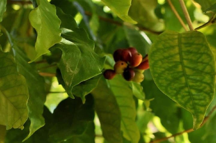 Kona Coffee & Chocolate Farm Tour: Coffee, Chocolate & Soap Experience photo 4