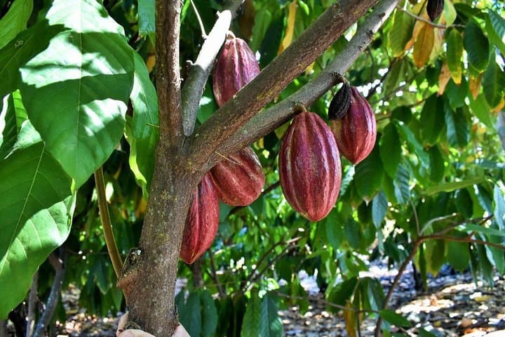 Kona Coffee & Chocolate Farm Tour: Coffee, Chocolate & Soap Experience photo 5