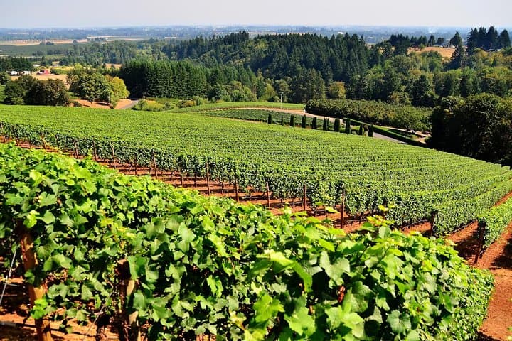 Private Amador County Wine Tours — Customize a 4–6 Hour Tasting Day