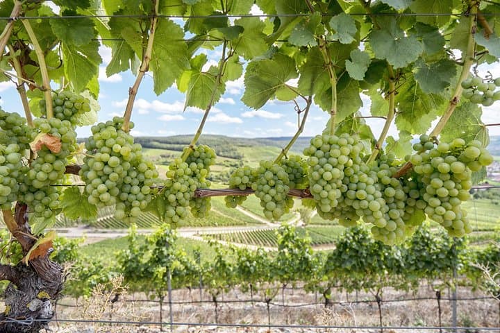 Private Amador County Wine Tours — Customize a 4–6 Hour Tasting Day photo 4