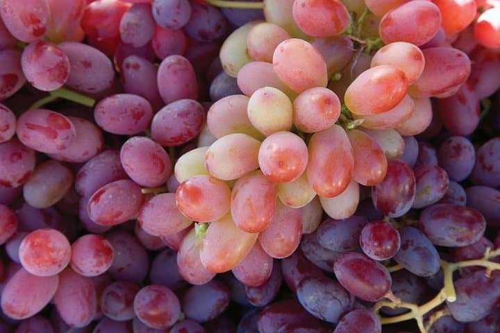 Private Amador County Wine Tours — Customize a 4–6 Hour Tasting Day photo 5