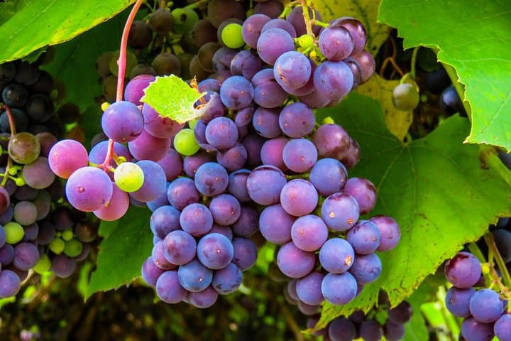 Private Amador County Wine Tasting Tour: 6–8 Hour Custom Wine Country Experience
