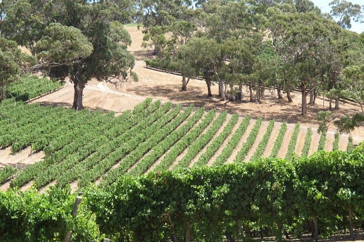Private Amador County Wine Tasting Tour: 6–8 Hour Custom Wine Country Experience photo 3