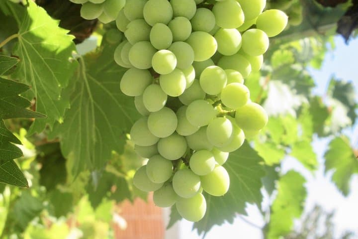 Private Amador County Wine Tasting Tour: 6–8 Hour Custom Wine Country Experience photo 4