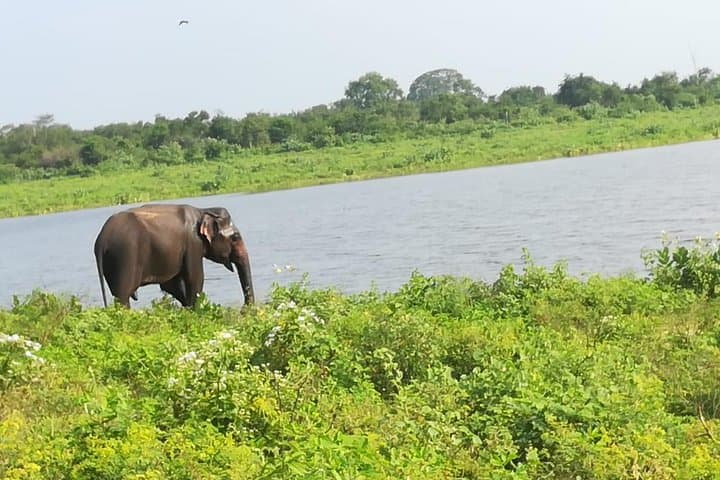 Uda Walawe 1-Day Safari from Mirissa — Elephant Jeep Tour & Wildlife Viewing