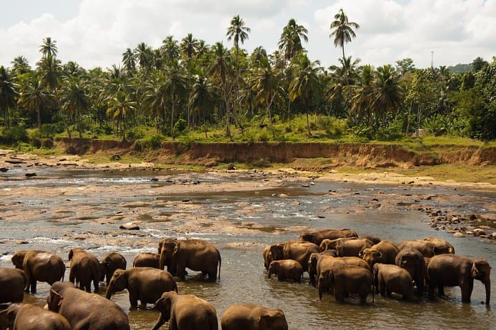 Uda Walawe 1-Day Safari from Mirissa — Elephant Jeep Tour & Wildlife Viewing photo 6