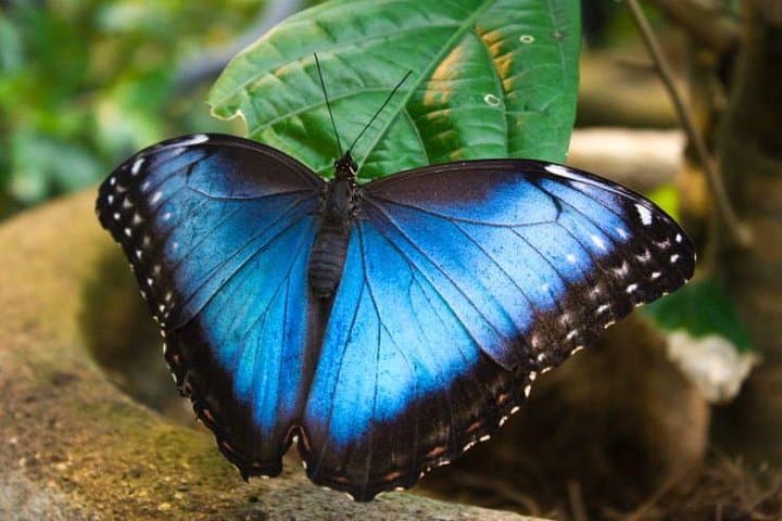 Luxury Day Trip to Monteverde Cloud Forest from San José — Private, Customizable Adventure photo 3