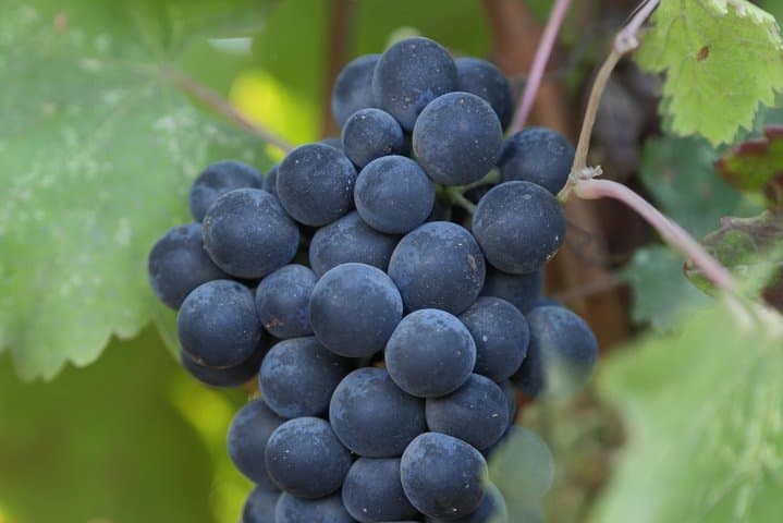 Custom 10-Hour Napa Valley Private Wine-Tasting Tour photo 3