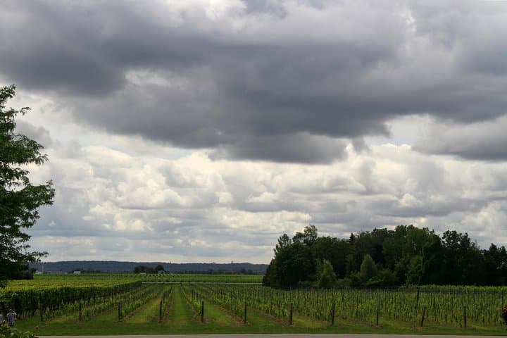 Custom 10-Hour Napa Valley Private Wine-Tasting Tour photo 4