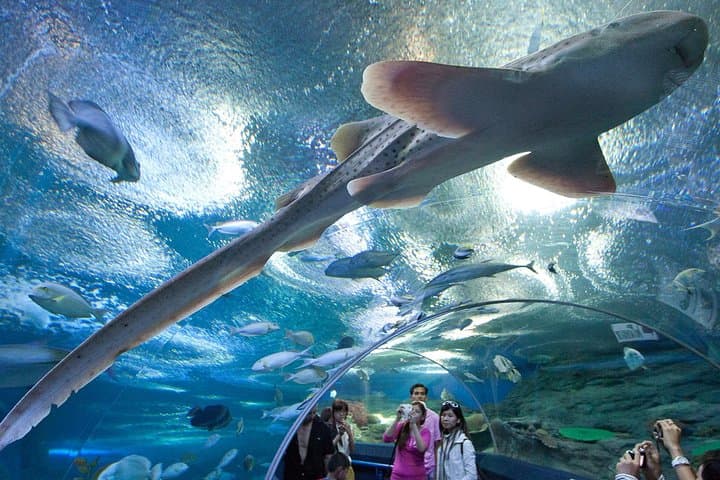 Pattaya Underwater World: Aquarium Admission with Return Transfer photo 5
