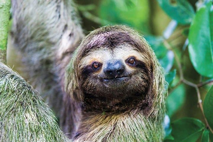 Off-the-Beaten-Path: Manuel Antonio National Park Day Trip from Quepos photo 4