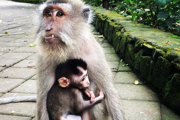 Ubud Day Tour: Monkey Forest, Water Temple, Tegenungan Waterfall & Tegalalang Rice Terraces photo 3