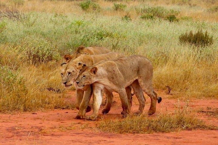 2-Day Tsavo East Safari from Diani Beach — Game Drives & Ashnil Aruba Camp photo 4