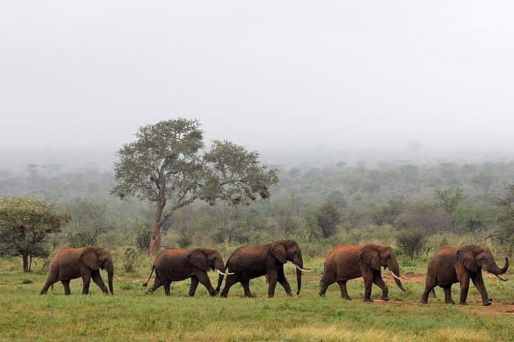 2-Day Tsavo East Safari from Diani Beach — Game Drives & Ashnil Aruba Camp photo 6
