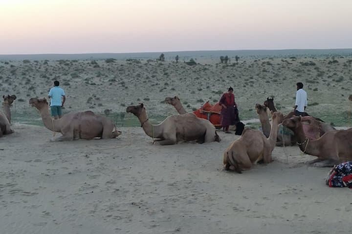 Overnight Camel Safari in Jaisalmer's Thar Desert: Culture, Camps & Dunes