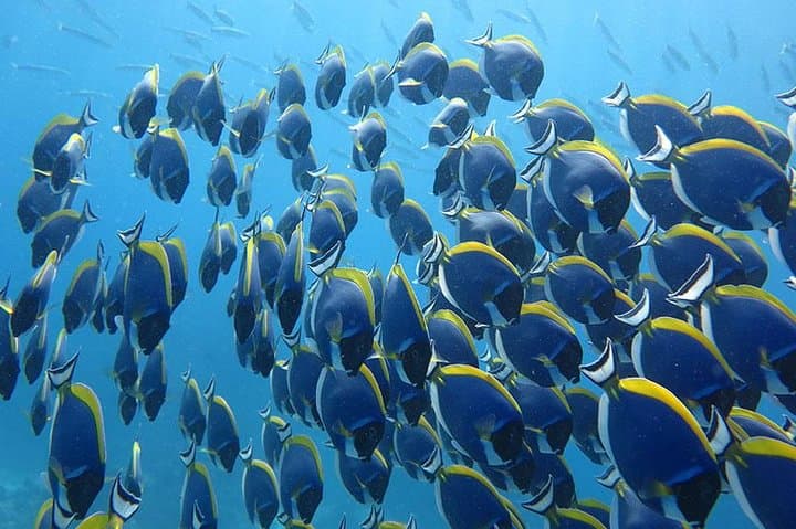 Similan Islands One-Day Speedboat Tour from Phuket — Snorkel, Viewpoints & Thai Lunch photo 5