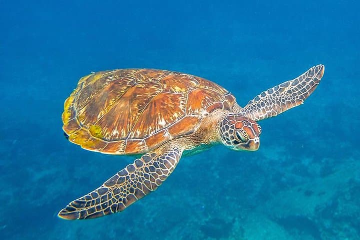 Similan Islands One-Day Speedboat Tour from Phuket — Snorkel, Viewpoints & Thai Lunch photo 4