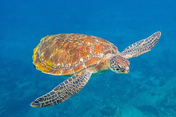 Speed Catamaran Snorkeling to the Similan Islands from Khao Lak photo 5