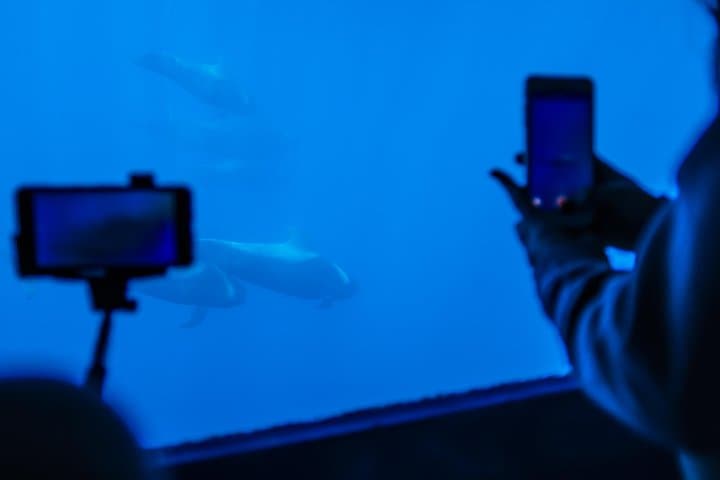 Royal Delfin 3-Hour Tenerife Whale & Dolphin Watching with Swim Stop & Lunch photo 3