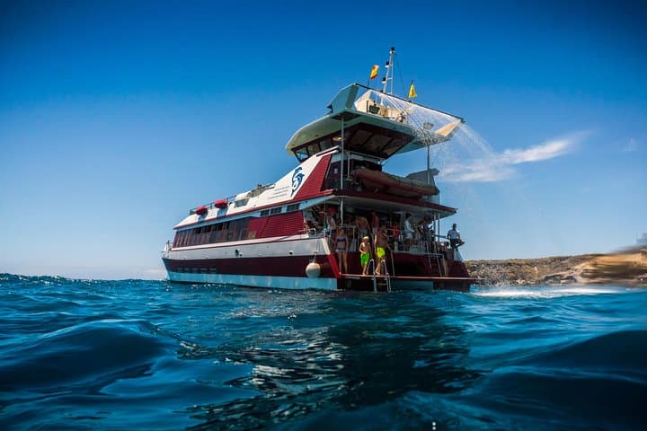 Royal Delfin 3-Hour Tenerife Whale & Dolphin Watching with Swim Stop & Lunch photo 2