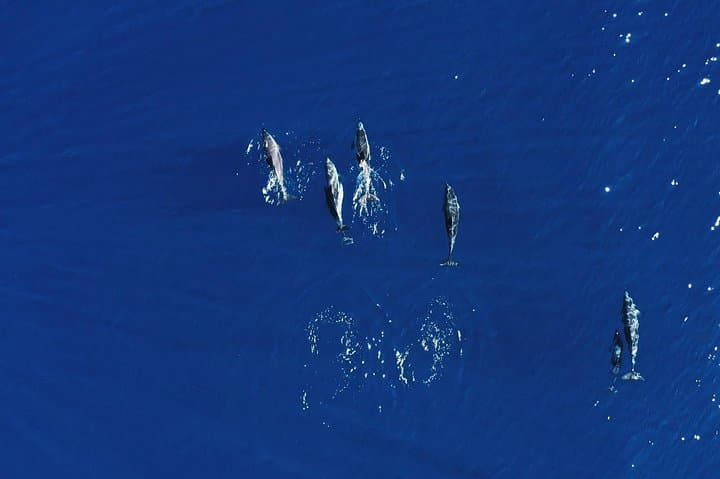 Royal Delfin 3-Hour Tenerife Whale & Dolphin Watching with Swim Stop & Lunch photo 4