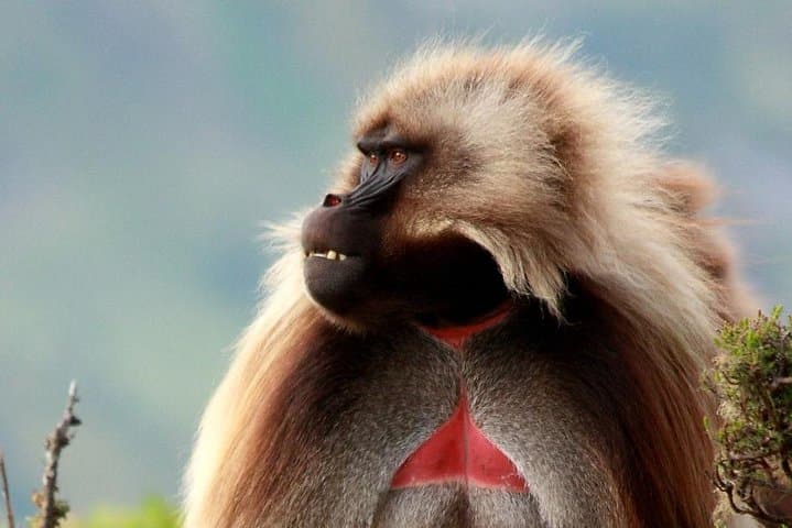 Addis Ababa City Tour & Debre Libanos Day Trip: Monastery, Gelada Baboons & Gorge photo 3