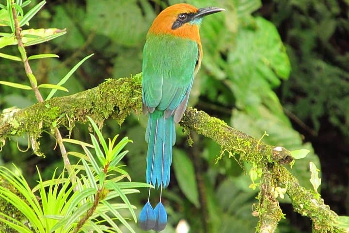 Birdwatching by Lake Arenal: Guided Morning Tour from La Fortuna photo 2