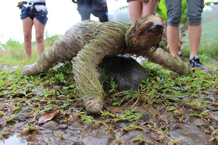 Birdwatching by Lake Arenal: Guided Morning Tour from La Fortuna photo 4