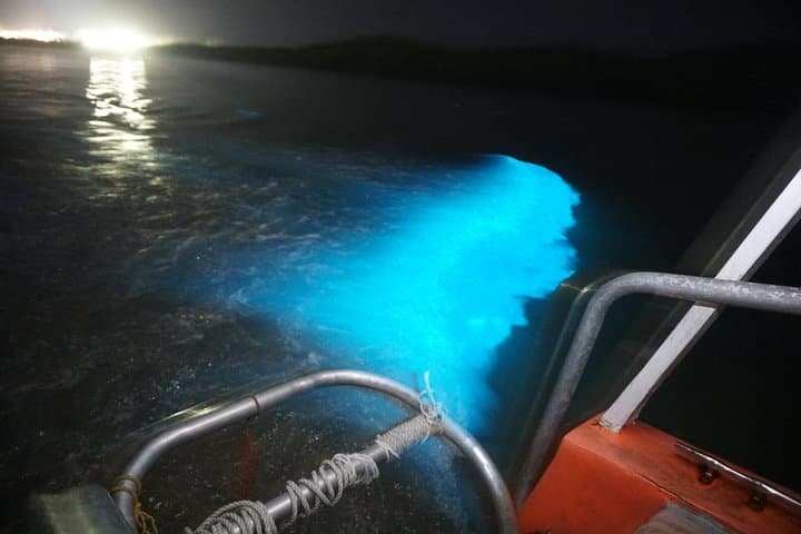 Night Swim at Jamaica's Luminous Lagoon — Falmouth Glistening Waters Tour photo 4