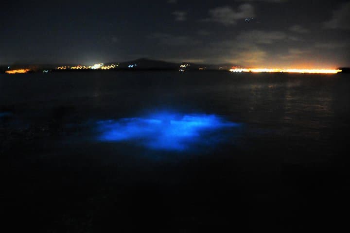 Night Swim at Jamaica's Luminous Lagoon — Falmouth Glistening Waters Tour photo 3