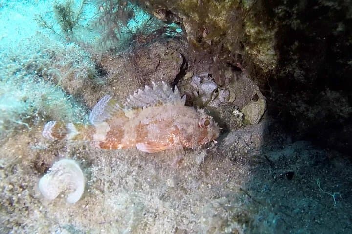 Blue Lagoon & Comino Caves Snorkeling — Guided Morning Tour from Bugibba photo 4