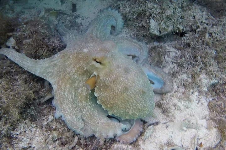 Blue Lagoon & Comino Caves Snorkeling — Guided Morning Tour from Bugibba