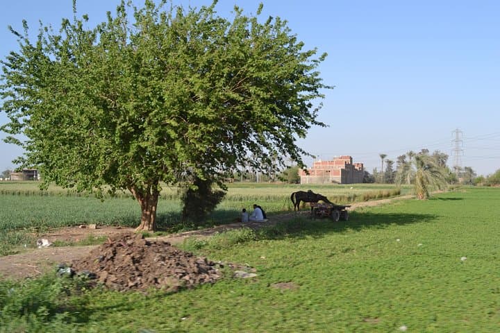 Half-Day Egyptian Green Farm Tour from Cairo with Breakfast photo 5