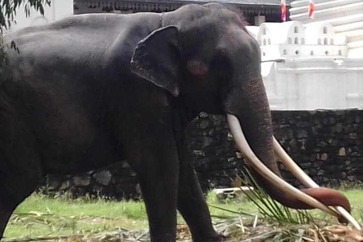 Sri Lanka 5-Day Private Cultural & Wildlife Tour from Colombo photo 2